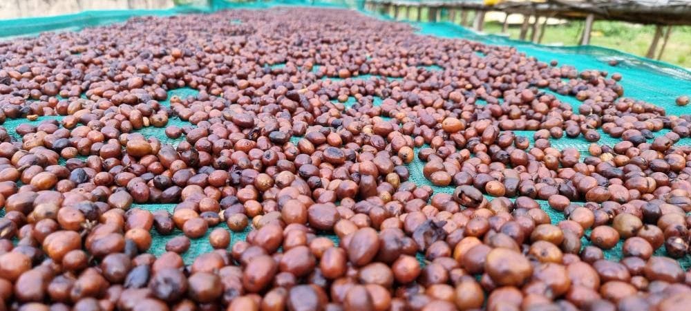 Ethiopian coffee farm and processing for export